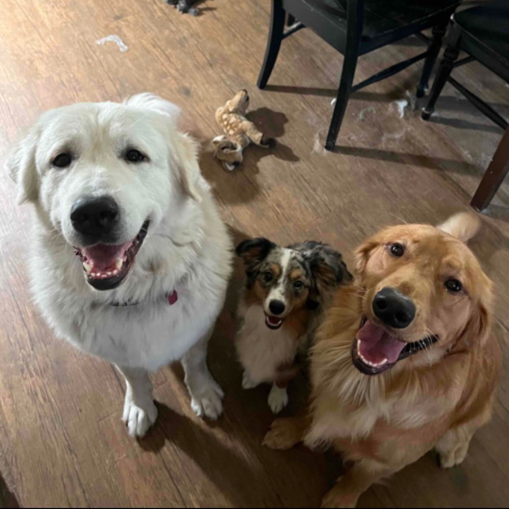 3 dogs during pet sitting of a LuckY Paws Trusted by Pet Parents Across BCS