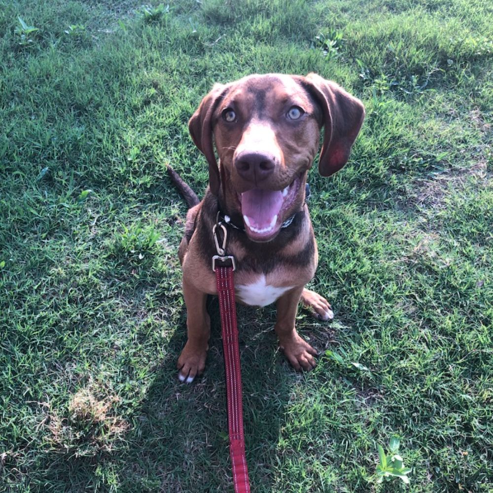 Dog Walking in the Bryan- College Station Area for 8+ Years
