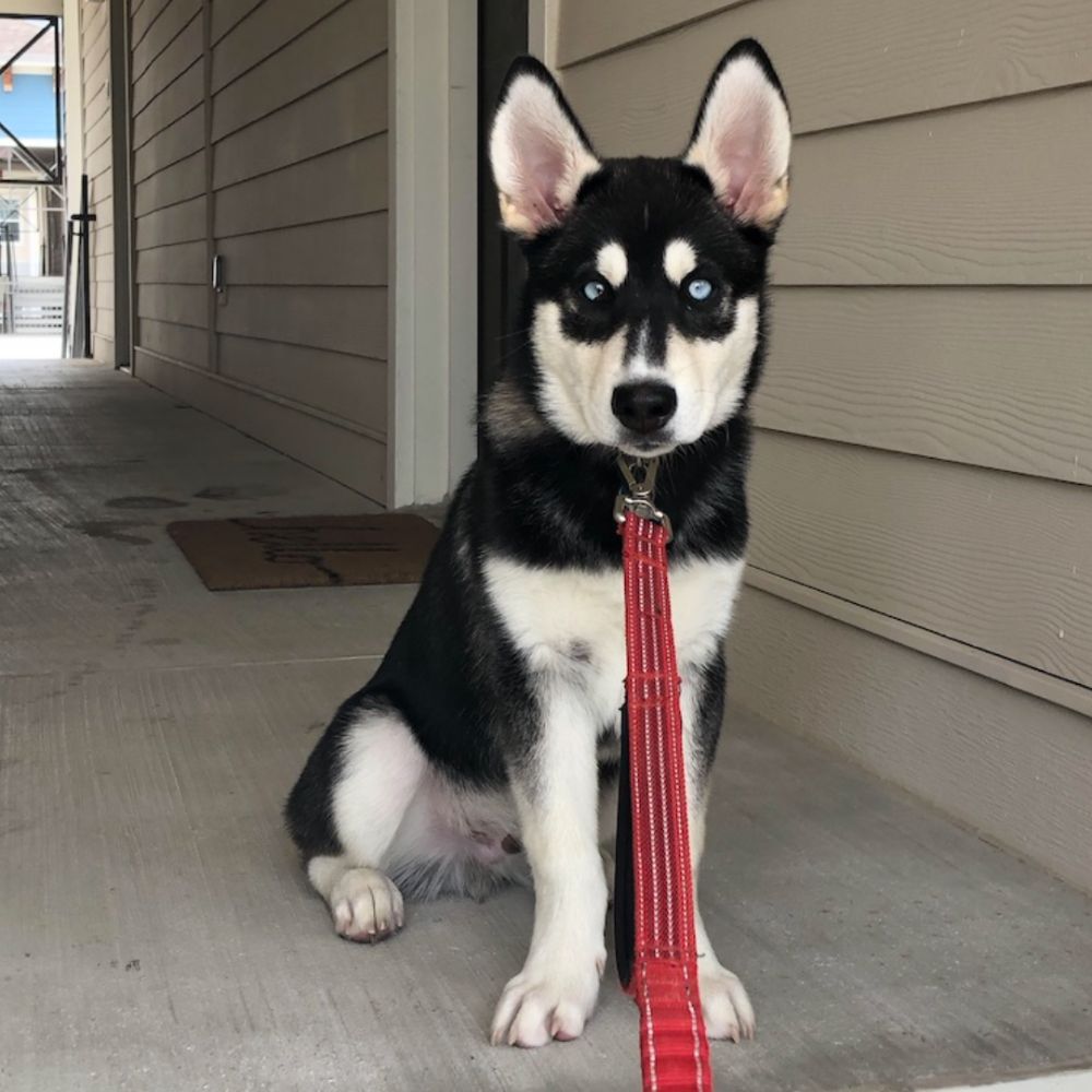 Dog Walking in the Bryan- College Station Area for 8+ Years