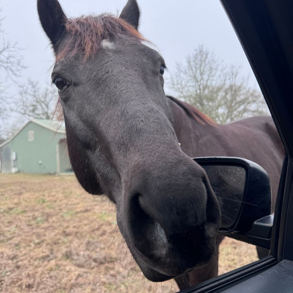 Farm and Horse Care in the Bryan- College Station Area for 8+ Years