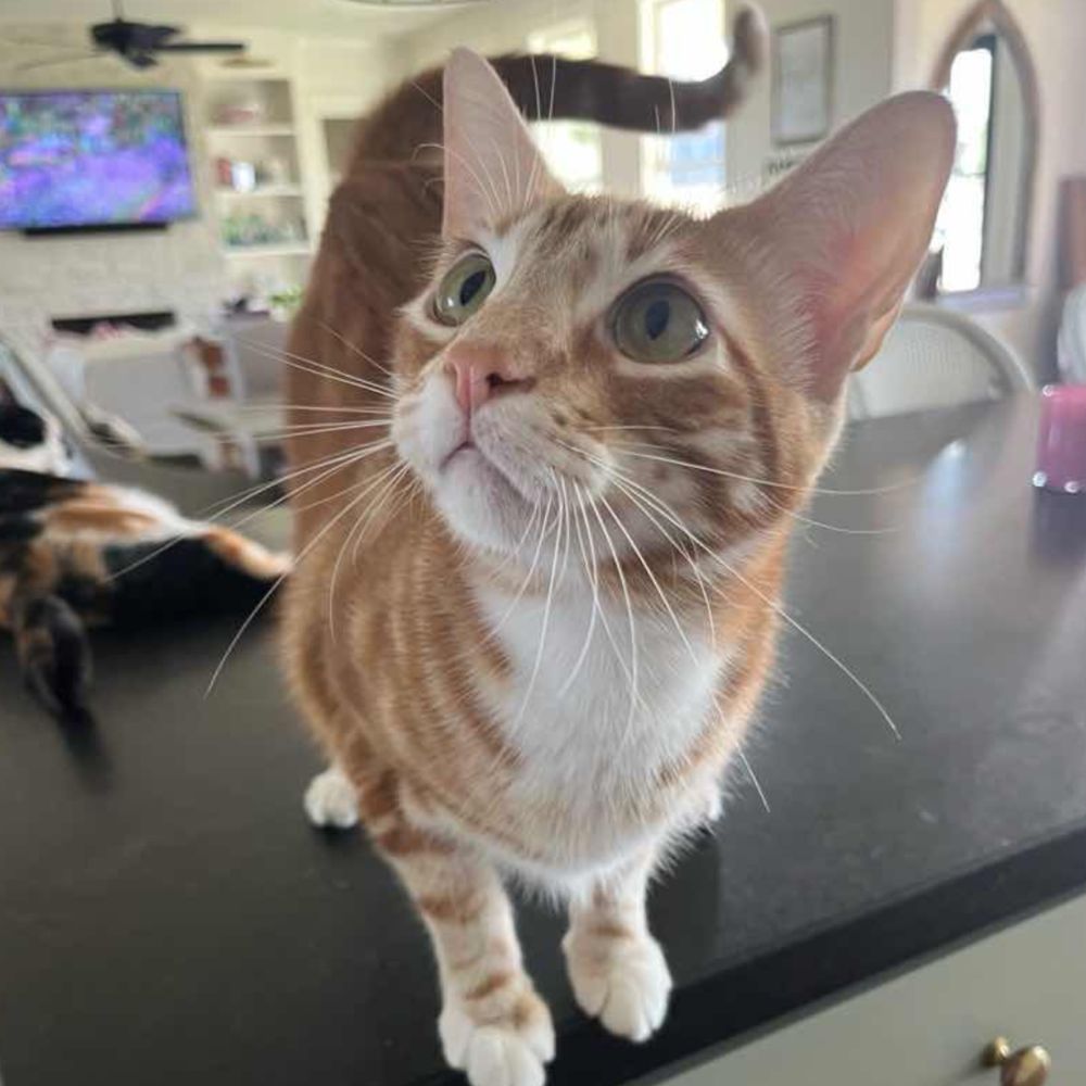 Pet Cat Sitting in the Bryan- College Station Area for 8+ Years