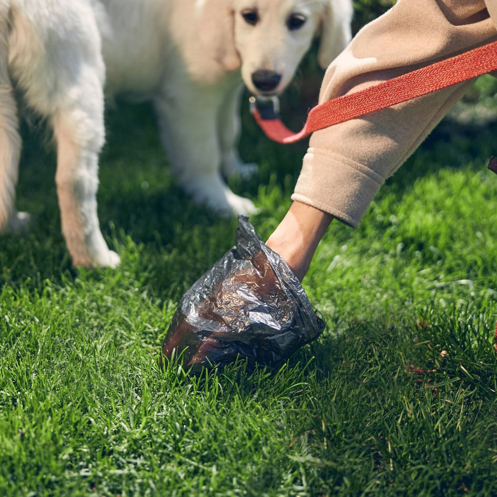 Poop Scooping in the Bryan- College Station Area for 8+ Years