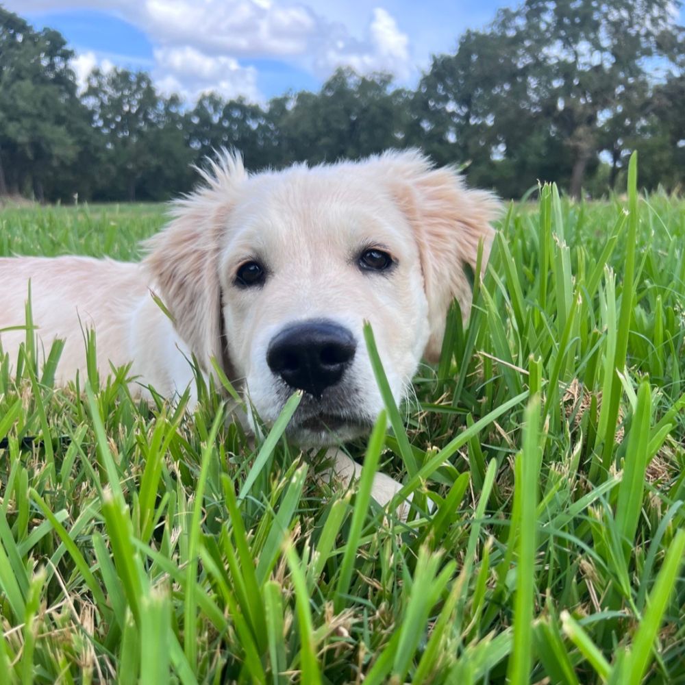 Poop Scooping in the Bryan- College Station Area for 8+ Years