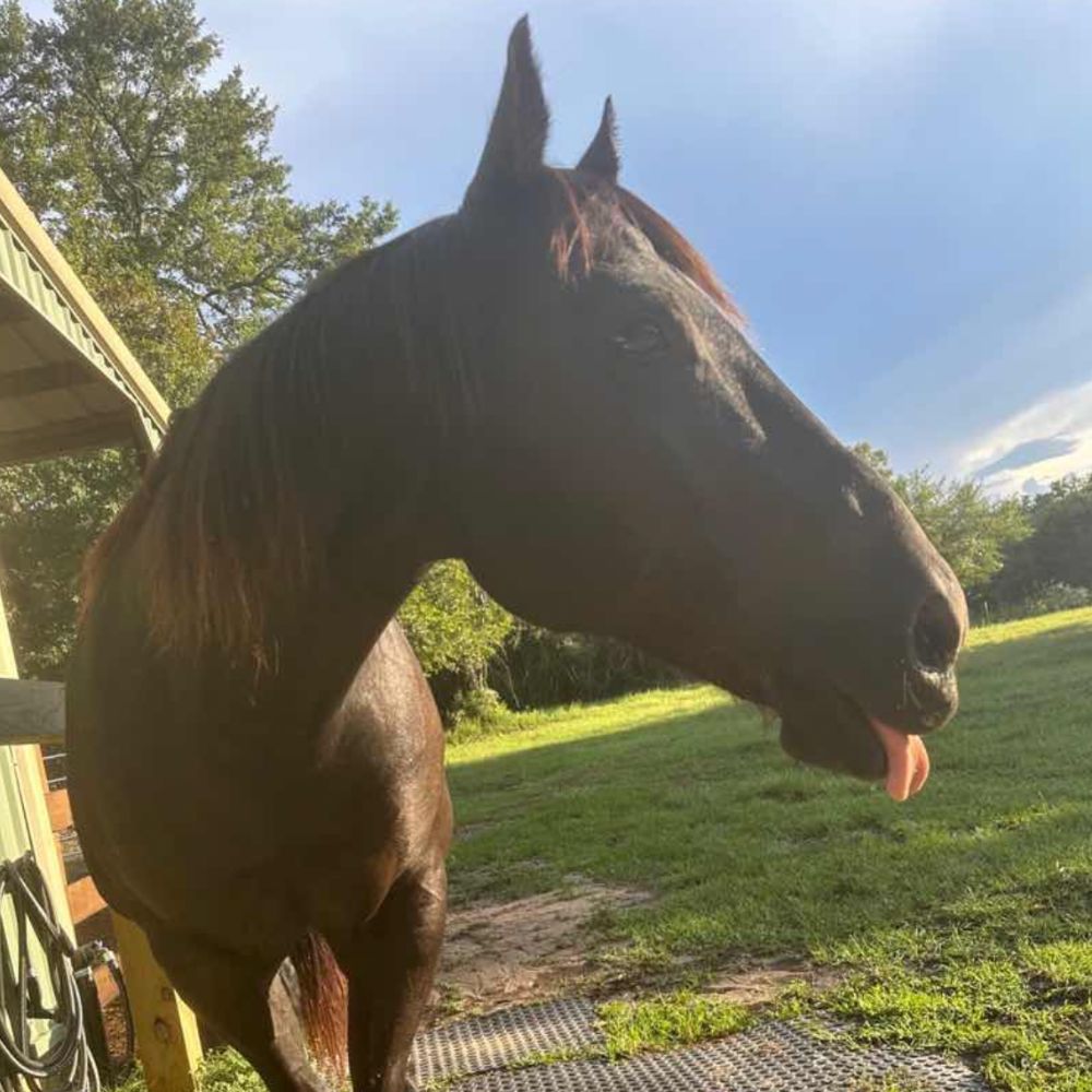 Service Farm and Horse Care in the Bryan- College Station Area for 8+ Years