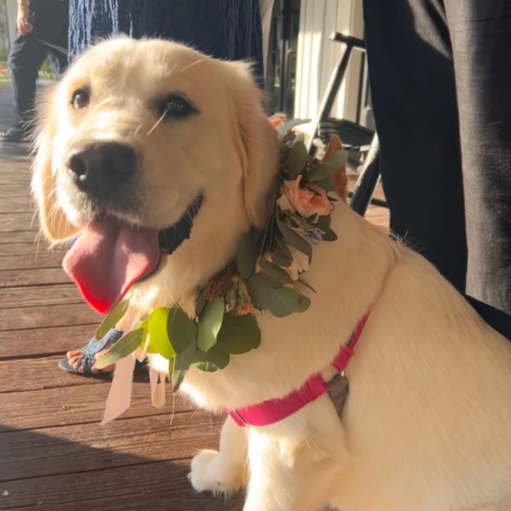 Wedding Pet Concierge in Bryan–College Station​