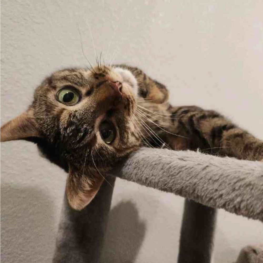 cat on cat tree during In-Home Pet Sitting in Bryan–College Station​