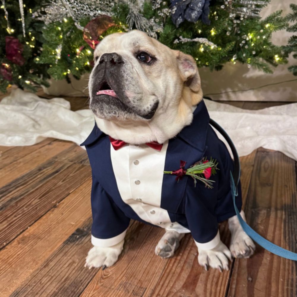 dog in a tux Wedding Pet Concierge in Bryan–College Station​