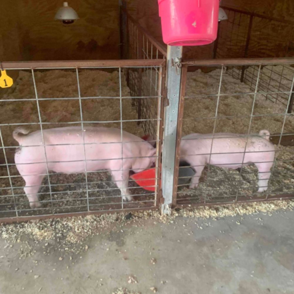 pigs during Horse & Farm Animal Care in Bryan–College Station​