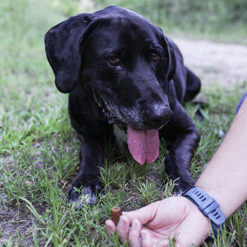 treat break during Dog Walking in Bryan–College Station_