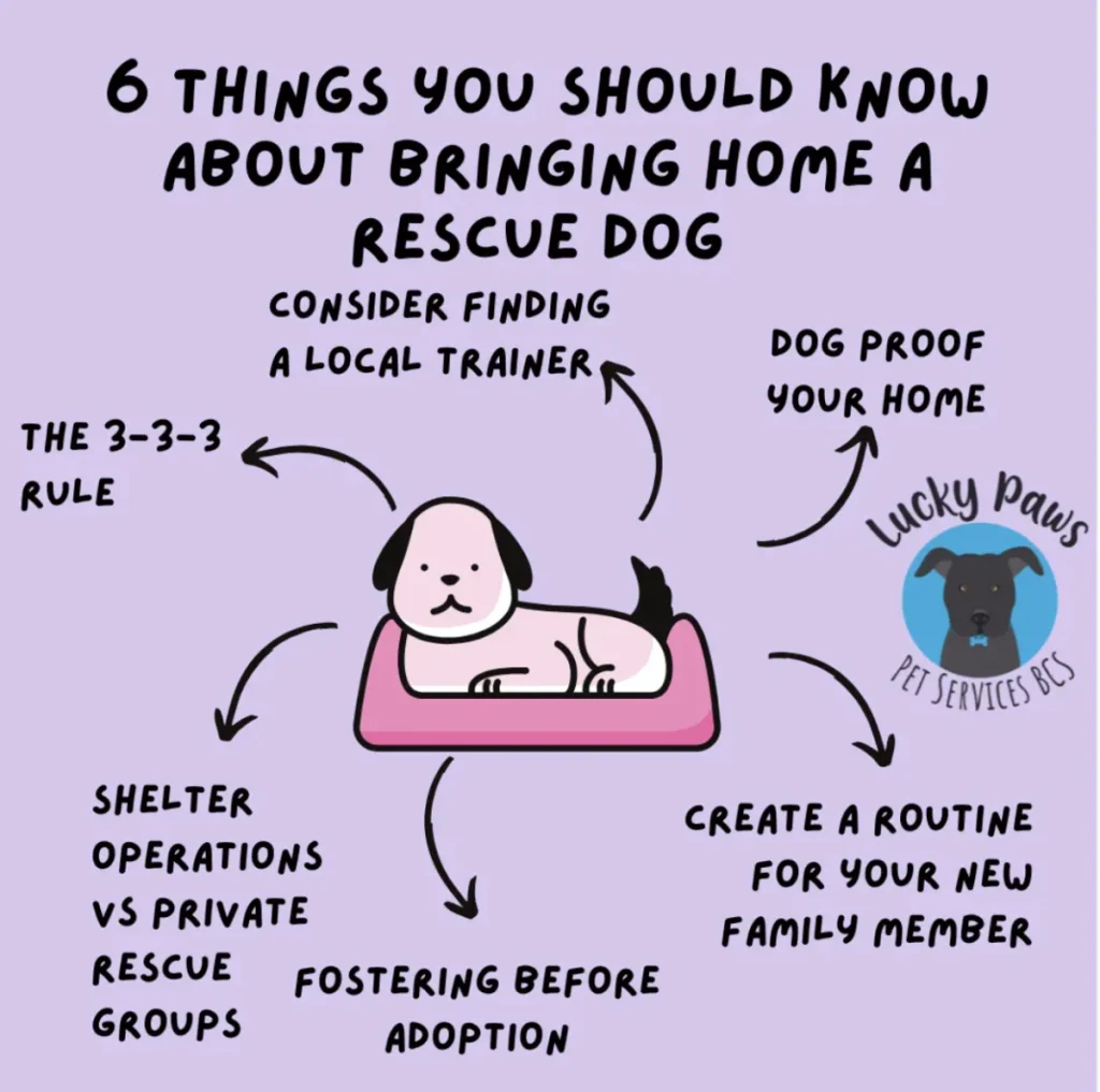 Adopting a Shelter Dog: What to Expect and How to Set Your New Best Friend Up for Success