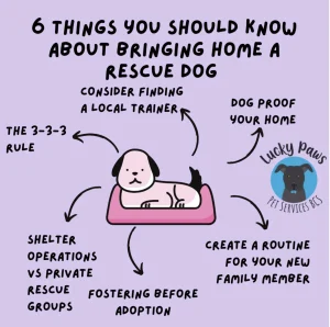 Adopting a Shelter Dog: What to Expect and How to Set Your New Best Friend Up for Success