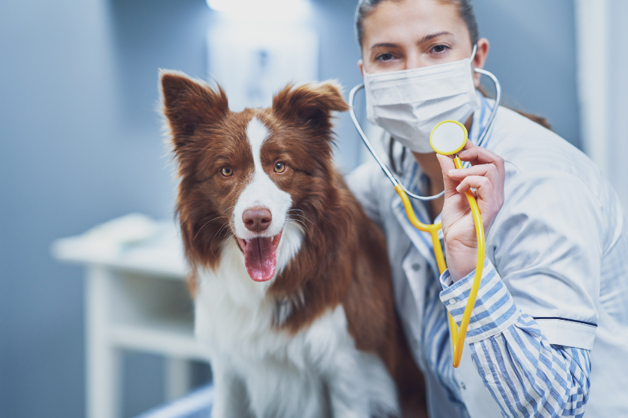 Balancing Long Shifts & Wagging Tails: A Guide for BCS Medical Professionals