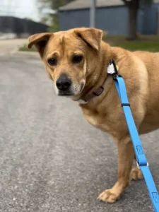Beat the Heat: Keep Your Pet Safe This Summer