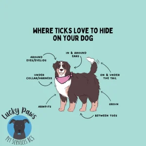 Don't Let These Tiny Hitchhikers Bug Your Best Friend! Tick Hotspots Every Dog Owner Should Know